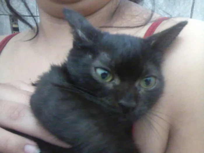 Gato ra a Srd idade 2 a 6 meses nome Sem nome
