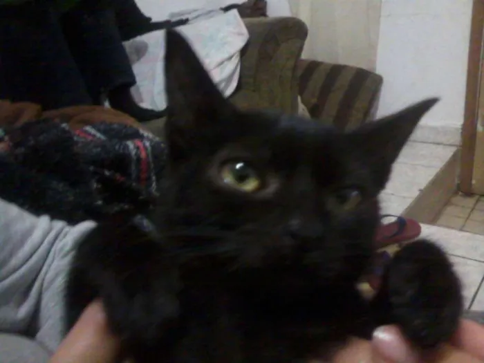 Gato ra a Srd idade 2 a 6 meses nome Sem nome