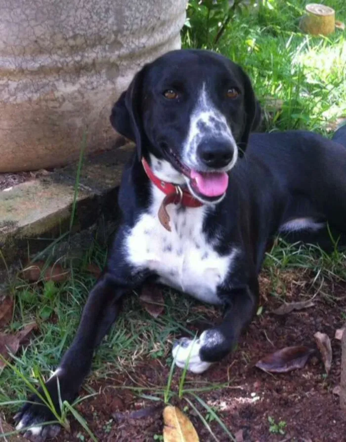 Cachorro ra a Mestiça de Dálmata idade 1 ano nome Lilica