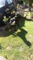 Lilica