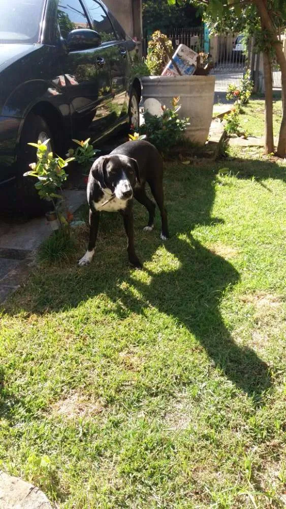 Cachorro ra a Mestiça de Dálmata idade 1 ano nome Lilica