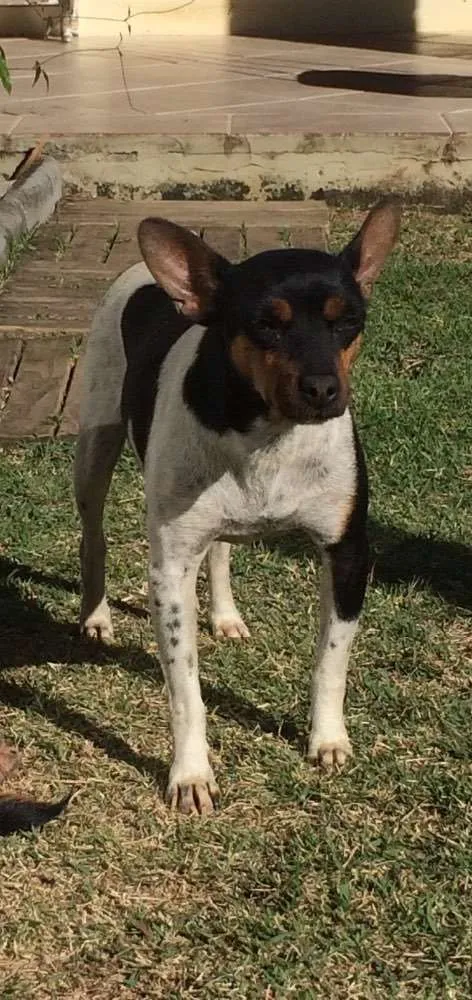 Cachorro ra a Fox Paulistinha idade 6 ou mais anos nome Gutinha