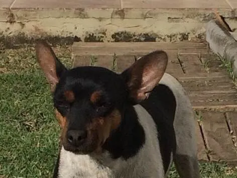 Cachorro ra a Fox Paulistinha idade 6 ou mais anos nome Gutinha