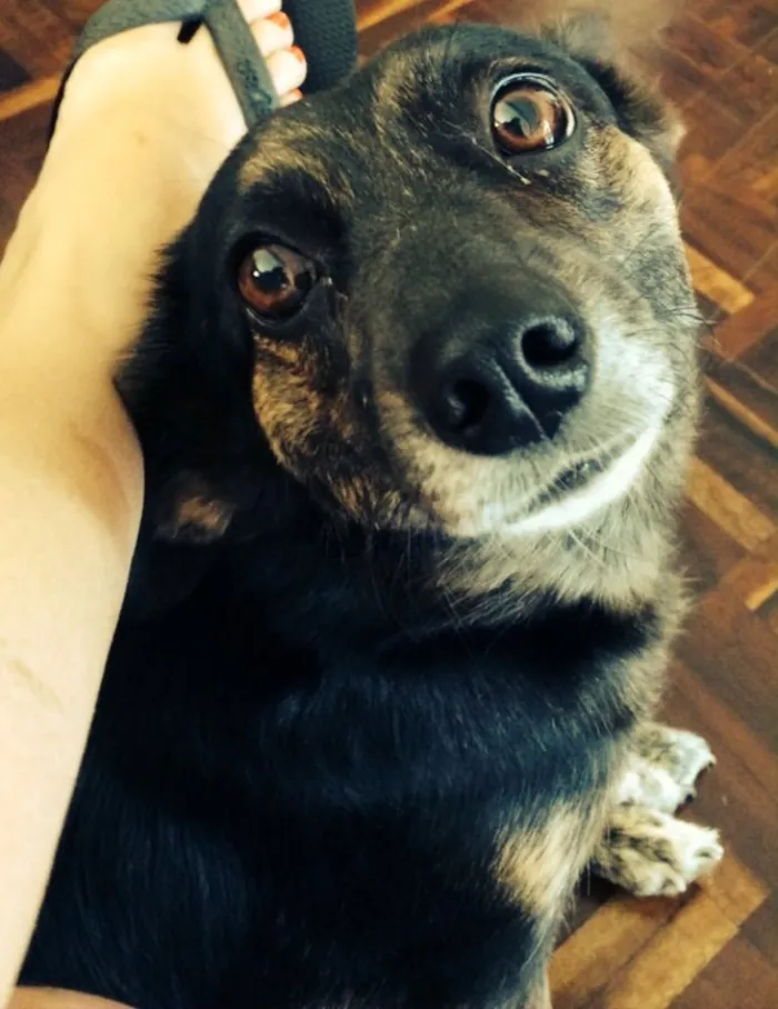 Cachorro ra a Sem raça definida idade 5 anos nome Devassa