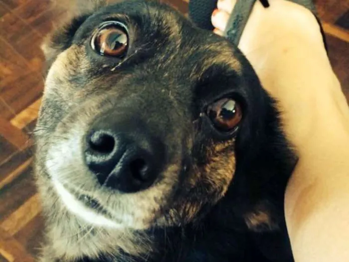 Cachorro ra a Sem raça definida idade 5 anos nome Devassa