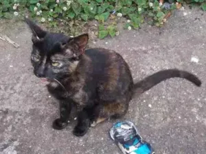 Gato raça SRD idade 2 a 6 meses nome Malhada