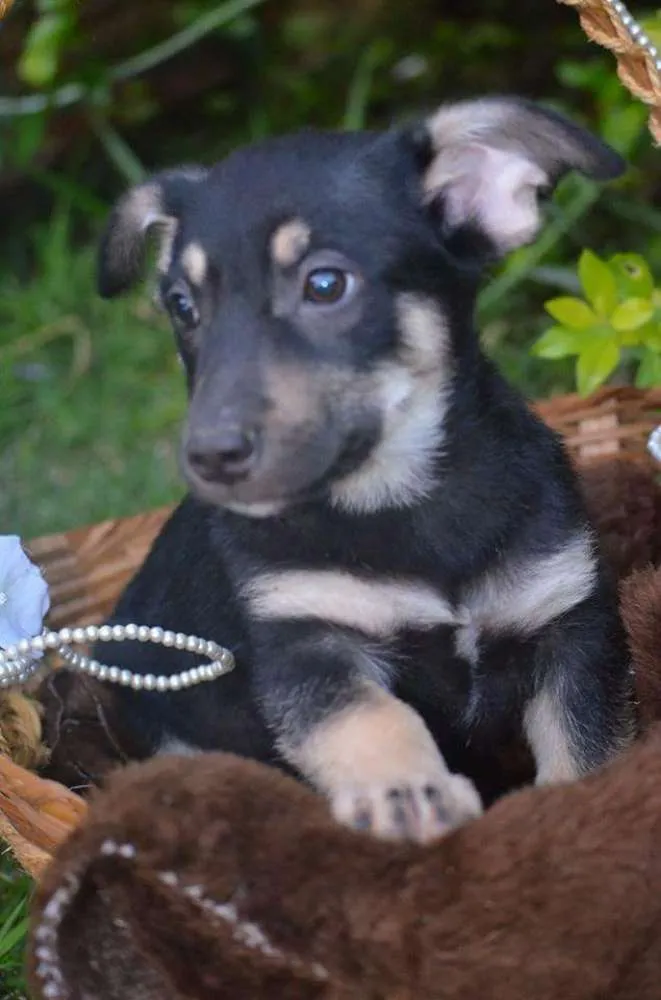 Cachorro ra a Sem raça definida idade 2 a 6 meses nome Filhotes 