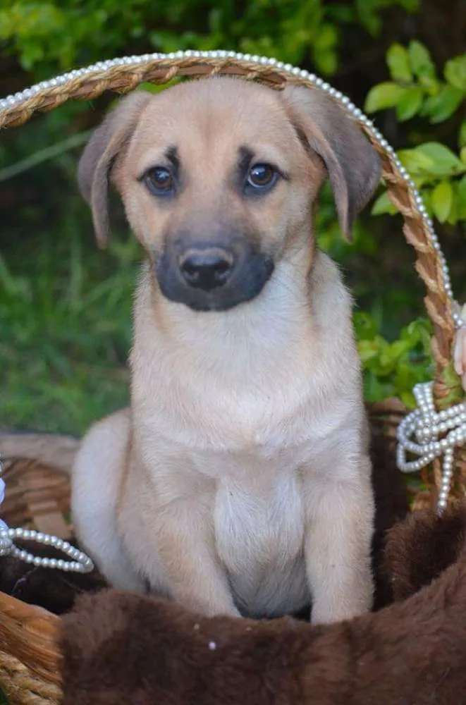 Cachorro ra a Sem raça definida idade 2 a 6 meses nome Filhotes 