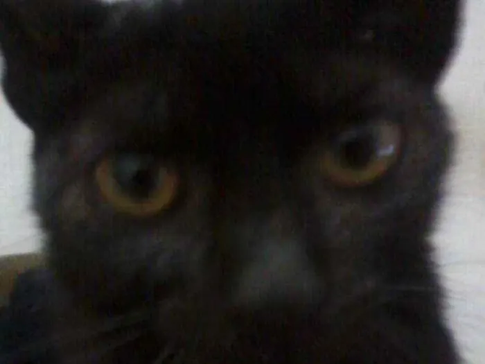 Gato ra a Srd idade 2 a 6 meses nome Sem nome