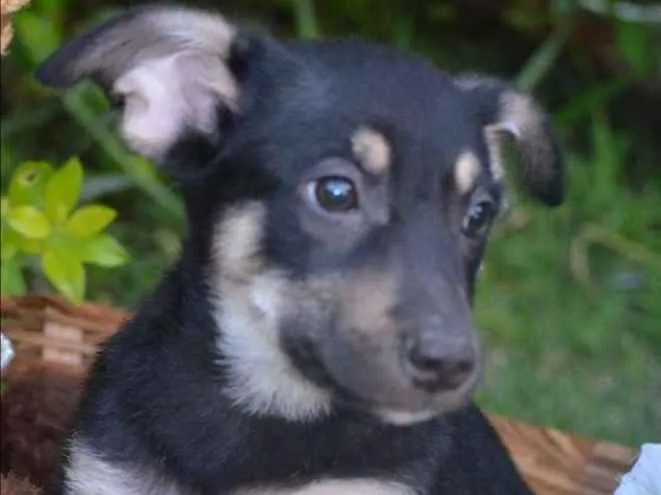 Cachorro ra a Sem raça definida idade 2 a 6 meses nome Filhotes 