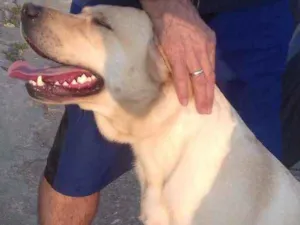 Cachorro raça LABRADOR idade 2 anos nome THOR
