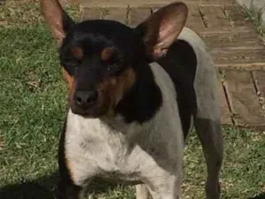 Cachorro raça Fox Paulistinha idade 6 ou mais anos nome Gutinha