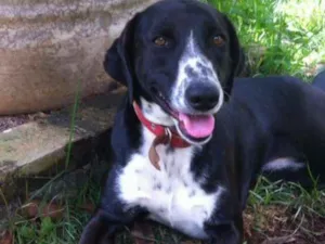 Cachorro raça Mestiça de Dálmata idade 1 ano nome Lilica