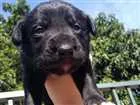 Cachorro raça Indefinida idade Abaixo de 2 meses nome NINHADA 11 FILHOTES