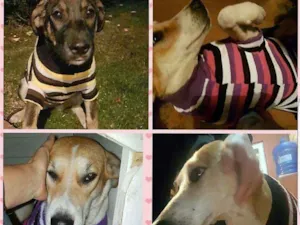 Cachorro raça srd idade 2 anos nome greys anatomy
