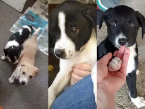 Cachorro raça Vira lata idade 2 a 6 meses nome Sem nomes