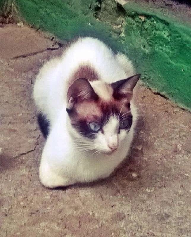 Gato ra a SRD idade 3 anos nome Clarinha