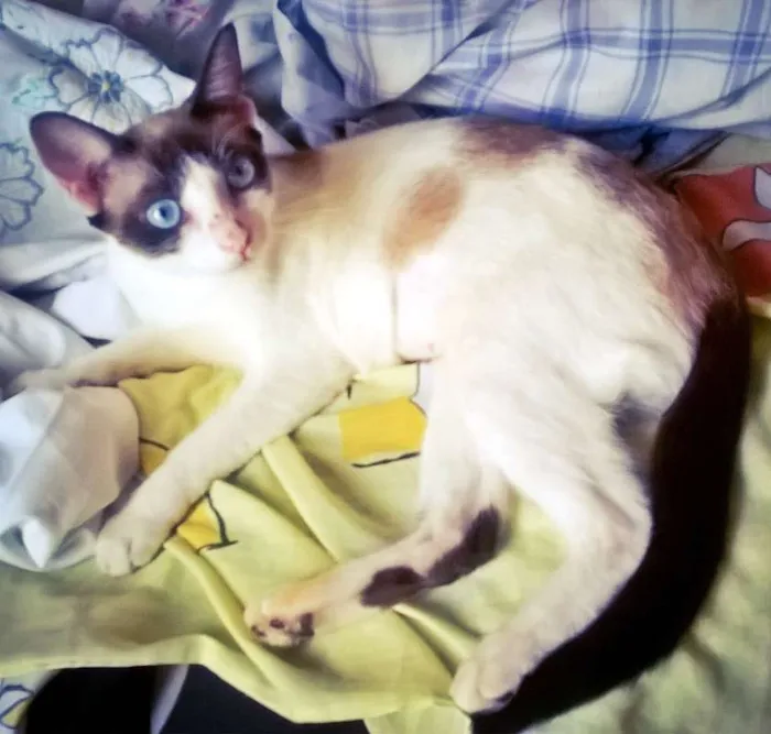 Gato ra a SRD idade 3 anos nome Clarinha