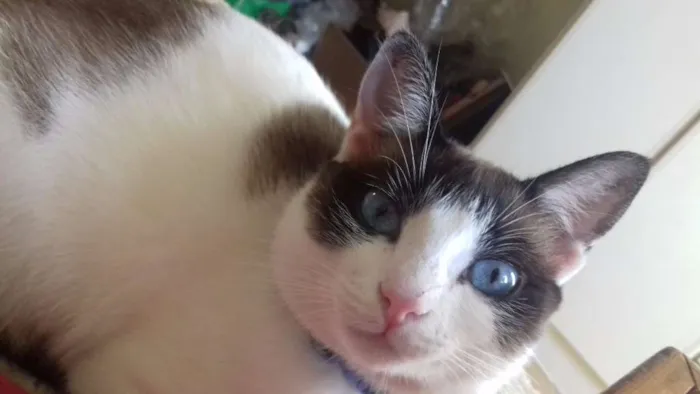 Gato ra a SRD idade 3 anos nome Clarinha