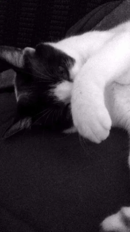 Gato ra a SRD idade 3 anos nome Clarinha