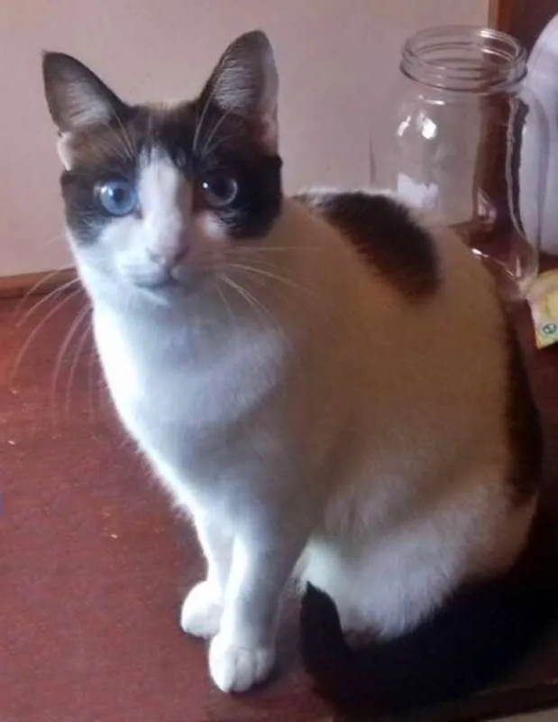 Gato ra a SRD idade 3 anos nome Clarinha
