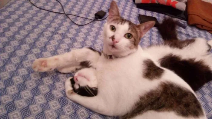 Gato raça comum idade 3 anos nome Nanin