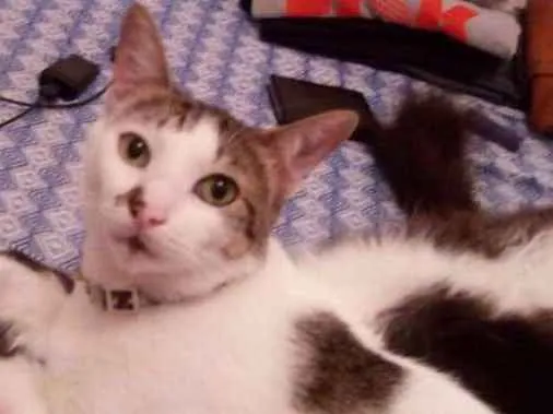 Gato raça comum idade 3 anos nome Nanin