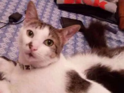Gato raça comum idade 3 anos nome Nanin