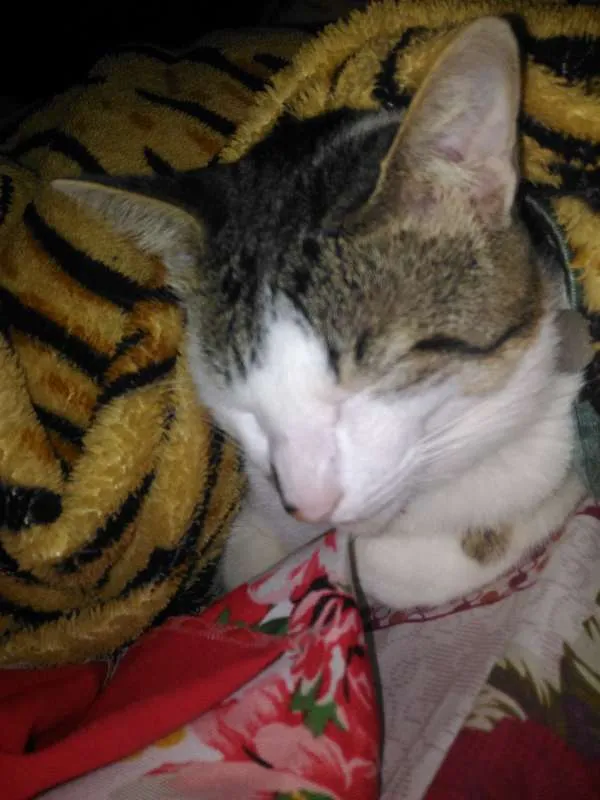 Gato raça comum idade 3 anos nome Nanin