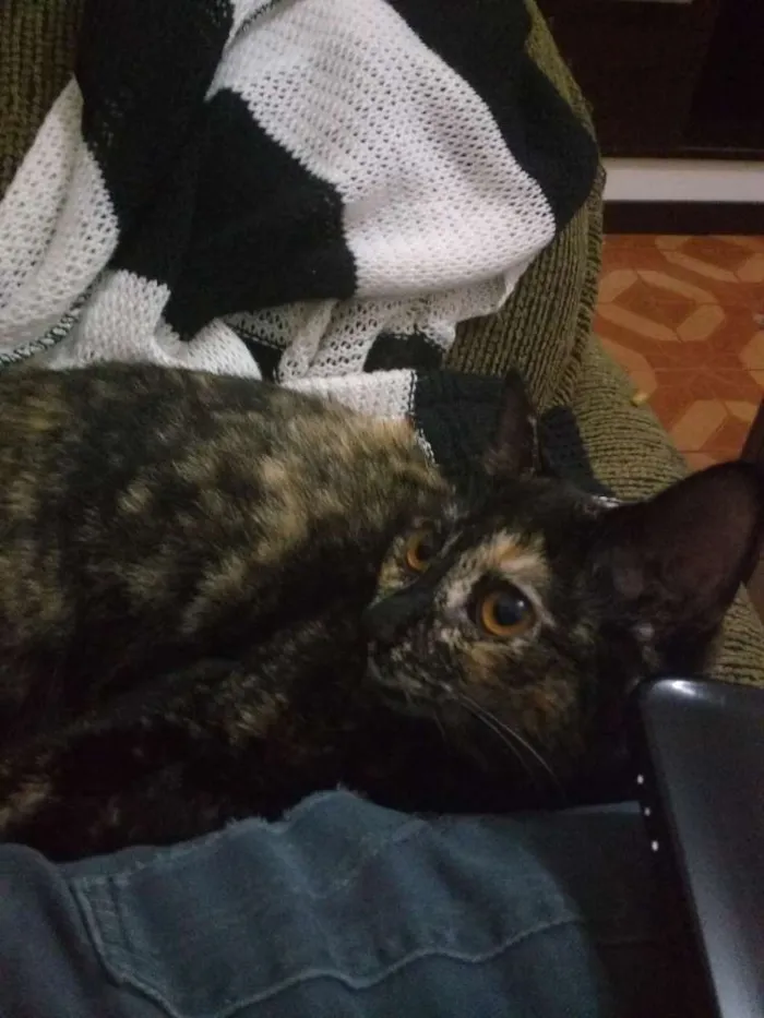 Gato ra a vira lata  idade 2 a 6 meses nome Margarida e Margo 