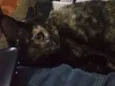 Margarida e Margo 