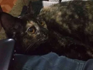 Gato raça vira lata  idade 2 a 6 meses nome Margarida e Margo 