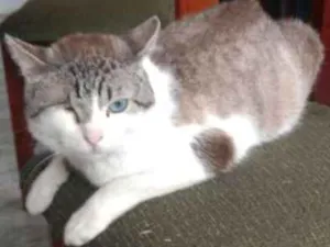 Gato raça srd idade 1 ano nome Yudy