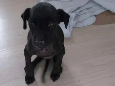 Cachorro ra a SRD idade Abaixo de 2 meses nome Pretinha