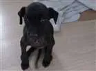 Cachorro raça SRD idade Abaixo de 2 meses nome Pretinha
