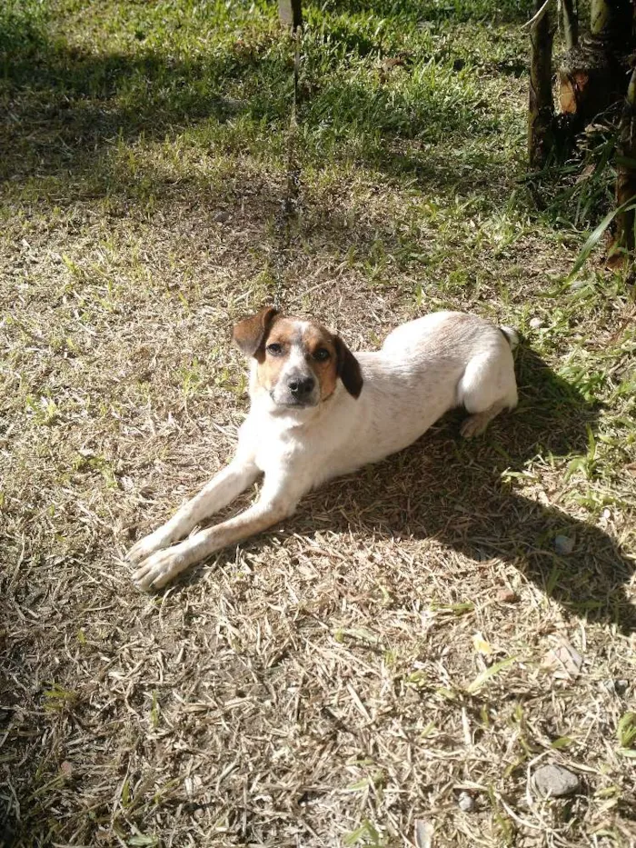 Cachorro ra a Indefinida idade 2 anos nome Bolinha