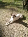 Bolinha