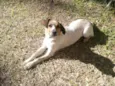 Bolinha