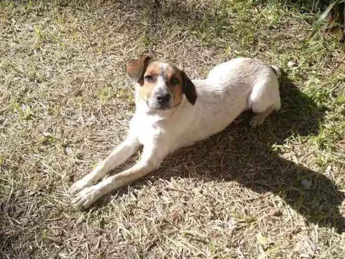 Cachorro ra a Indefinida idade 2 anos nome Bolinha