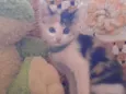 Kit ket