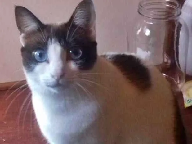 Gato ra a SRD idade 3 anos nome Clarinha