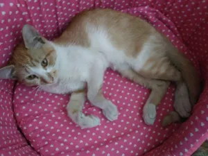 Gato raça PCB idade 2 a 6 meses nome Lion e Lilica