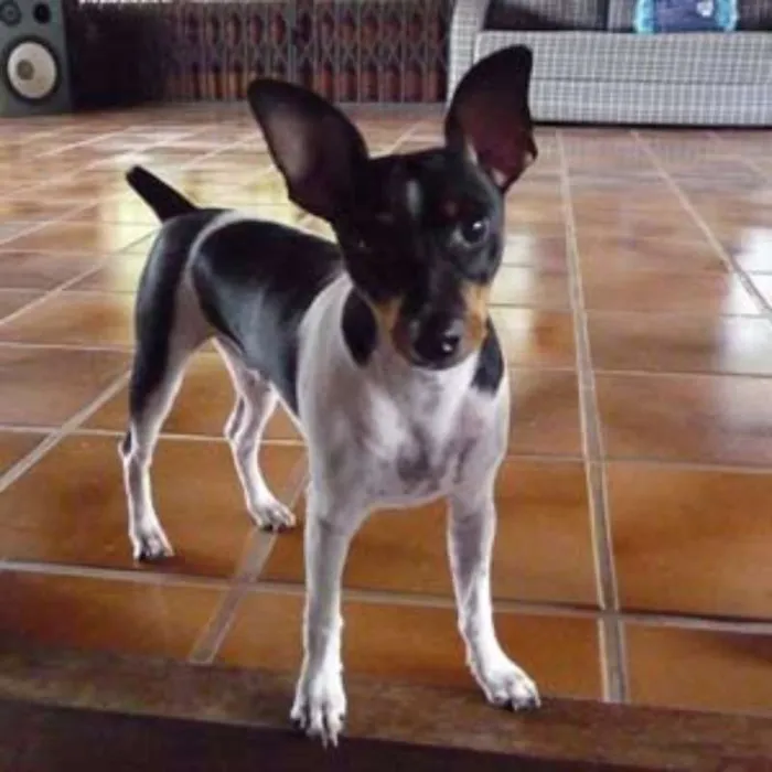 Cachorro raça não definida idade 2 a 6 meses nome Lulu
