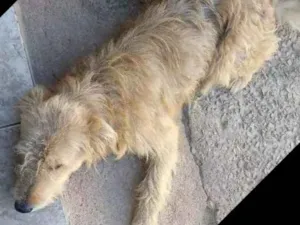 Cachorro raça Sem raça definida idade 1 ano nome Tenente