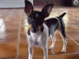 Lulu