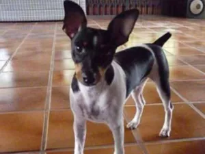 Cachorro raça não definida idade 2 a 6 meses nome Lulu