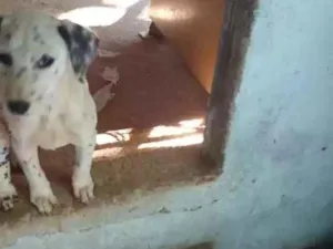 Cachorro raça Dalmata idade 2 a 6 meses nome Sem nome