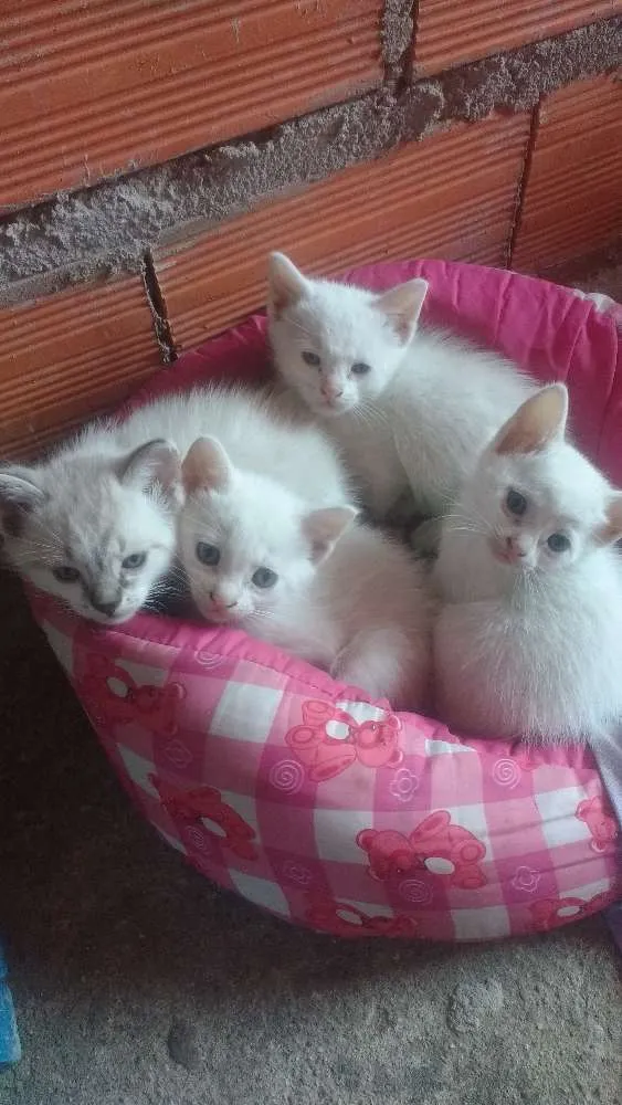 Gato ra a Não sei idade Abaixo de 2 meses nome Não escolhi ainda