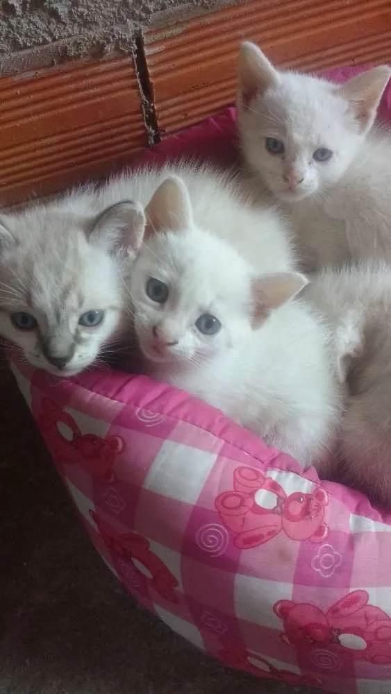 Gato ra a Não sei idade Abaixo de 2 meses nome Não escolhi ainda