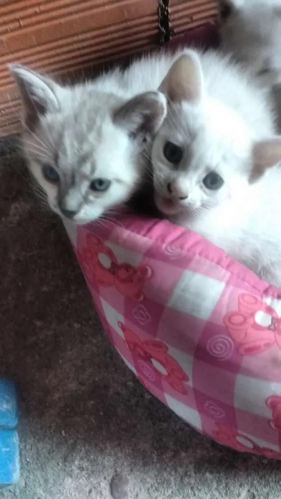 Gato ra a Não sei idade Abaixo de 2 meses nome Não escolhi ainda